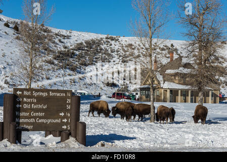 Un troupeau de bisons qui broutent dans la neige près de Mammoth Hot Springs, le siège du Parc National de Yellowstone, Wyoming, USA. Banque D'Images