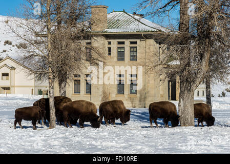 Un troupeau de bisons qui broutent dans la neige près de Mammoth Hot Springs, le siège du Parc National de Yellowstone, Wyoming, USA. Banque D'Images