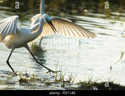 L'aigrette garzette en vol sur l'étang Banque D'Images