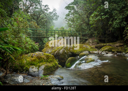 Pont sur le Rio Savegre dans les forêts du Parc National Los Quetzales Banque D'Images