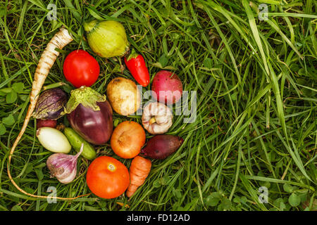 Petits légumes mûrs sur l'herbe, disposés en cercle. Banque D'Images