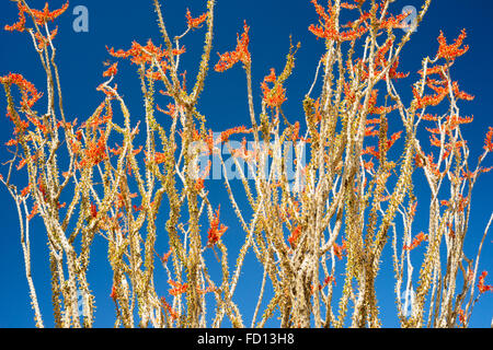 La société (fouquieria splendens) dans la région de Joshua Tree National Park, Californie Banque D'Images