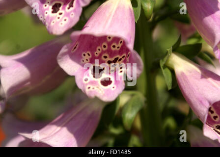 La digitale pourpre, Digitalis purpurea, plante herbacée à fleurs tachées de pourpre, ornementales et médicinales, la digoxine medicine Banque D'Images