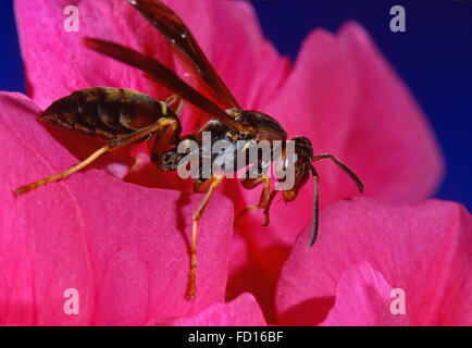 Wasp Yellowjacket sur pétale de fleur. Yellowjacket Wasp est l'Est Nom commun en Amérique du Nord. Vespula maculifrons. Banque D'Images