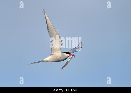 La Sterne arctique arctique (SArctic Terna paradisaea) en vol avec le poisson dans son bec, Vik, Région du Sud, Islande Banque D'Images