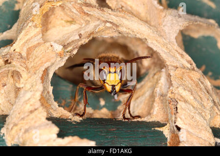 Hornet (Vespa crabro), travailleur à l'entrée du nid, Rhénanie du Nord-Westphalie, Allemagne Banque D'Images