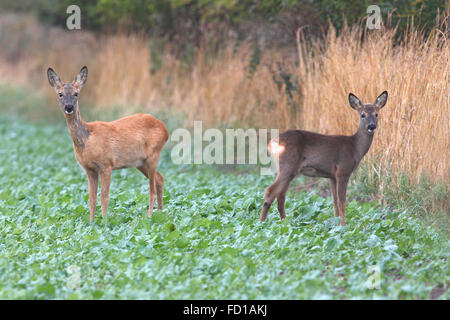 Reh (Capreolus capreolus), le DOE et le faon à attentivement sur le bord du champ, l'île baltique de Fehmarn Banque D'Images