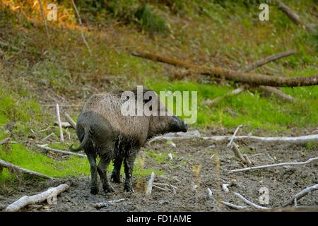 Le sanglier (Sus scrofa) après se vautrer dans la boue, Mühleiten, Basse Autriche, Autriche Banque D'Images