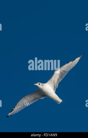 Jeune mouette tridactyle (Rissa tridactyla), au nord-est du parc national du Groenland, Greenland Banque D'Images