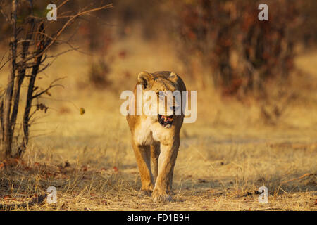 Lion (Panthera leo), femme marchant vers un espace ouvert, Savuti, Chobe National Park, Botswana Banque D'Images