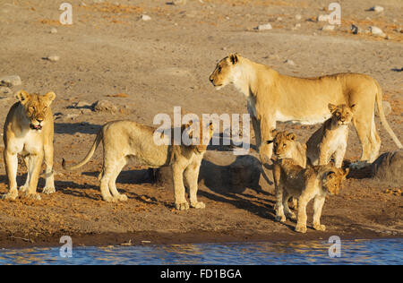 Lion (Panthera leo), deux femelles avec trois oursons et l'un des mâles subadultes/centre, à un point d'Etosha National Park Banque D'Images