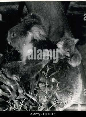 1976 - Rare Koala jumeaux, en Australie : Marie, une 8 ans Koala, vu ses deux koalas. Les jumeaux, pas encore de nom, sont les premiers à être né à la Réserve de Parc National de Yanchep, environ 40 milles au nord de Perth et sont considérées comme rares en Australie. Marie, qui est aussi né à, Yanchep a eu deux bébés koalas précédente. Les jumeaux ont 9 mois et sont sortis de la poche de leur mère pour la première fois la semaine dernière. La Réserve de Parc National de Yanchep surintendant M. John Dale a déclaré : ''on a hésité à sortir de la poche de sa mère. ''Il avait la meilleure position et n'était pas désireux de lui donner Banque D'Images