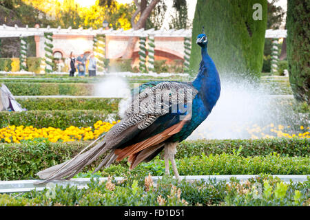 Peacock dans un jardin public. Photo prise à Cecilio Rodriguez Gardens, le parc du Retiro, Madrid, Espagne Banque D'Images