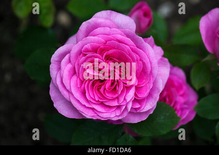 Gros plan sur David Austin rose Rose Gertrude Jekyll floraison dans un jardin anglais, Angleterre, Royaume-Uni Banque D'Images
