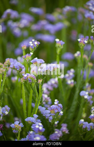 Gros plan de la Statice de Limonium sinuatum 'Pale Blue', Angleterre, Royaume-Uni Banque D'Images