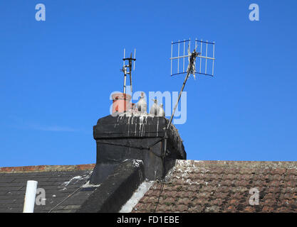 Trois poussins de mouette en attente de nourriture sur une cheminée sur le toit en Hastings East Sussex UK Banque D'Images