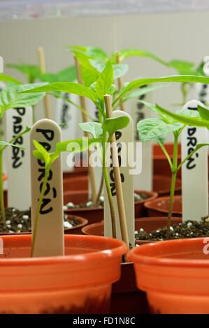 Pimiento de Padron Spanish pepper plant plants croissant dans une mini-serre. Banque D'Images