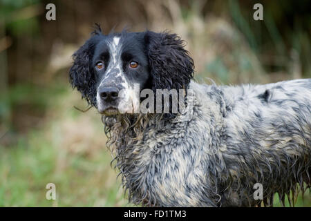 Sprocker spaniel Banque D'Images