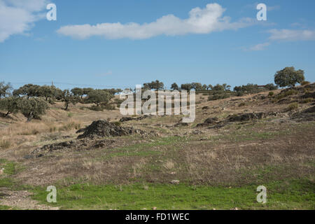 Paysage et flore, Dehesa Safara, Portugal. Octobre. Banque D'Images