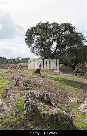 Paysage et flore, Dehesa Safara, Portugal. Octobre. Banque D'Images