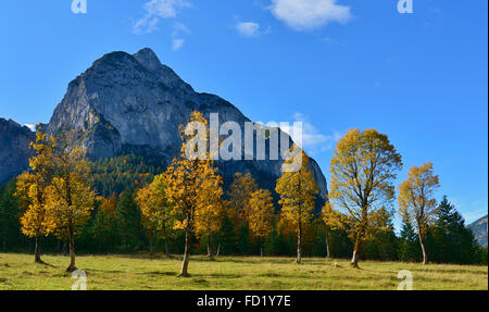 Couleur d'automne sycomores (Acer pseudoplatanus), Hinterriss, Tyrol, Autriche Banque D'Images