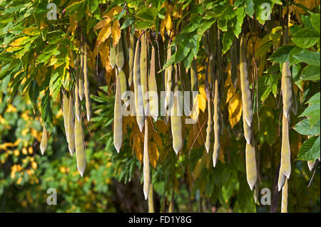 Wisteria floribunda (glycine du Japon) gousses, Bavière, Allemagne Banque D'Images