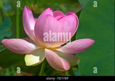 Indian lotus, lotus sacrés ou de haricots de l'Inde (Nelumbo nucifera) Banque D'Images