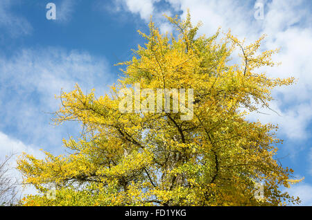 Feuilles d'automne sur un arbre de Ginkgo en UK Banque D'Images