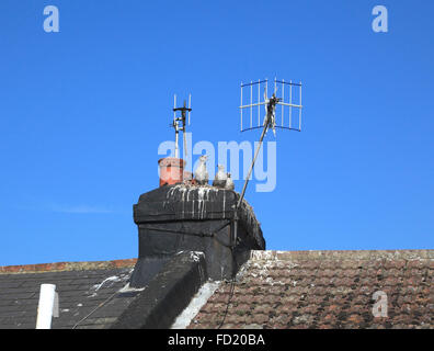 Trois poussins de mouette sur une cheminée nichent dans Hastings East Sussex UK Banque D'Images