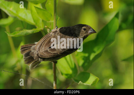 Arbre moyen finch (Camarhynchus pauper) de l'île Isabela, Galapagos, Equateur. Banque D'Images