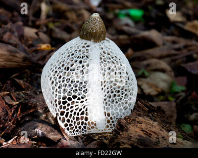 Le phallus indusiatus ou dame voilée mushroom Banque D'Images