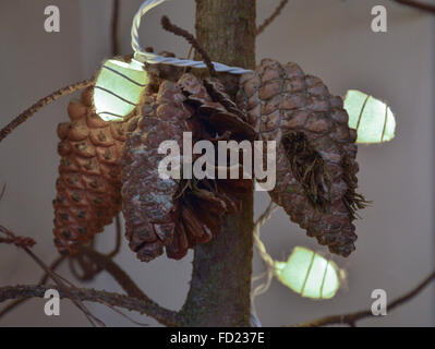 3 Trois cônes de pin sur une branche avec cocon de soie drapé sur les lumières de Noël à la lumière du jour Banque D'Images