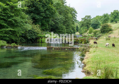 La rivière Lathkill dans Lathkill Dale, Peak District, Derbyshire, Angleterre, RU Banque D'Images