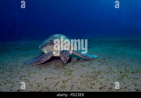 La tortue verte, Chelonia mydas, manger les herbiers, Marsa Alam, Egypte Banque D'Images