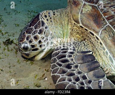 La tortue verte, Chelonia mydas, manger les herbiers, Marsa Alam, Egypte Banque D'Images