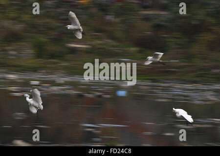 Katmandou, Népal. 27 Jan, 2016. Un troupeau de Manjhaula Setobakulla Aigrette intermédiaire (flutter) à la recherche de nourriture en passant par la rivière Bagmati dans Thapathali, Katmandou, Népal le mercredi, 27 janv., 2016. © Skanda Gautam/ZUMA/Alamy Fil Live News Banque D'Images