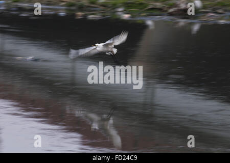 Katmandou, Népal. 27 Jan, 2016. Un Manjhaula Setobakulla (Aigrette intermédiaire) s'agite dans la recherche de nourriture en passant par la rivière Bagmati dans Thapathali, Katmandou, Népal le mercredi, 27 janv., 2016. © Skanda Gautam/ZUMA/Alamy Fil Live News Banque D'Images