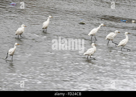 Katmandou, Népal. 27 Jan, 2016. Un troupeau de Manjhaula Setobakulla Aigrette intermédiaire (rythme) par la rivière Bagmati, à la recherche de nourriture dans Thapathali, Katmandou, Népal le mercredi, 27 janv., 2016. © Skanda Gautam/ZUMA/Alamy Fil Live News Banque D'Images