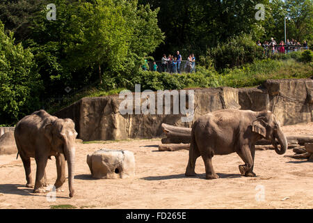 L'Europe, l'Allemagne, en Rhénanie du Nord-Westphalie, Cologne, le jardin zoologique, les éléphants. Banque D'Images