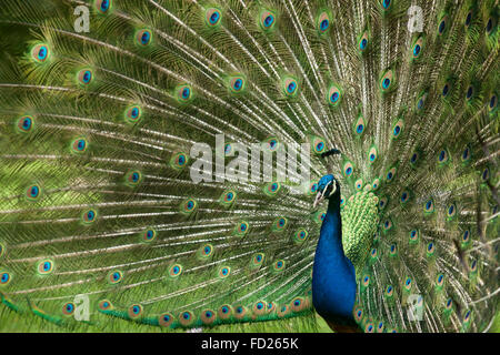 L'Europe, l'Allemagne, Peacock, paons commun (lat. Pavo cristatus) affichage de la queue, à l'Forstbotanischer Garten, un arboretum et Banque D'Images