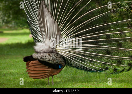 L'Europe, l'Allemagne, Peacock, paons commun (lat. Pavo cristatus), affichage de la queue, à l'Forstbotanischer Garten, un arboretum d'une Banque D'Images