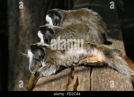 Trio de singes tamarin empereur d'Amérique du Sud (Saguinus imperator) alias Brockway des singes, lézarder au soleil. Banque D'Images