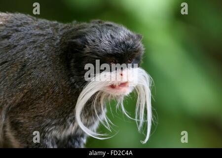 Singe tamarin empereur (Saguinus imperator) alias monkey Brockway, originaire de Brésil, Bolivie et Pérou. Banque D'Images