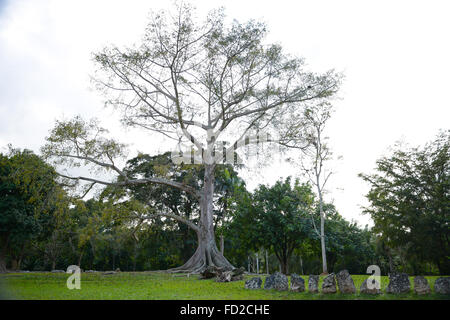 Arbre majestueux et rocher sculpté à pétroglyphes Autochtones Caguana Ceremonial Center. Utuado, Puerto Rico. L'île des Caraïbes. Banque D'Images