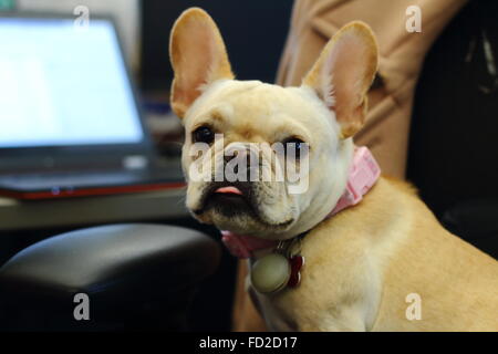 Travailler comme un chien. Banque D'Images