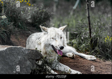 Loup gris sauvage au Québec, Canada Banque D'Images
