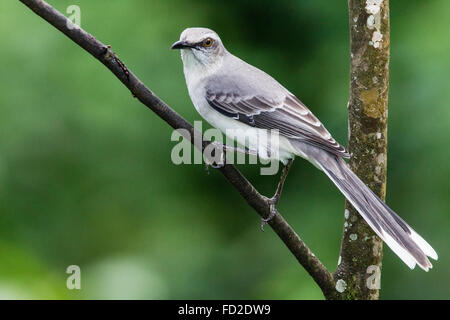 Mockingbird Mimus gilvus tropical (adultes) perché sur branche, Cozumel, Mexique Banque D'Images