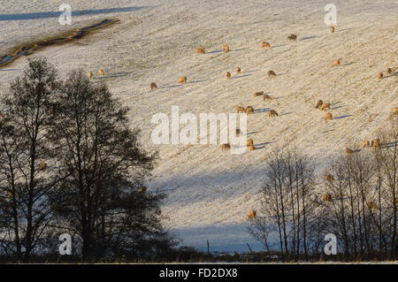 Le Shropshire Hills en hiver. L'Angleterre. UK. L'Europe Banque D'Images