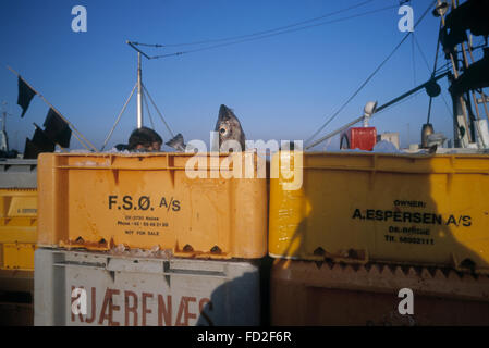 Les pêcheurs de morue au travail sur l'île de Borholm, Danemark Banque D'Images