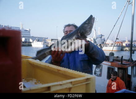 Les pêcheurs de morue au travail sur l'île de Borholm, Danemark Banque D'Images